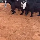 جفرات عوارض خصم الخصم (( تم البيع ))