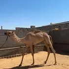 قعود للبيع موجه توجيه طيب ب الشداد
