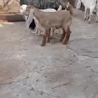 معزاء موالليد