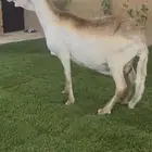 للبيع ساكليه