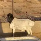 خروف بربري