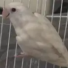 روز البينو