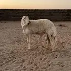 خروف حري صنف بيع مستعجل