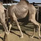 قعدان مفاريد