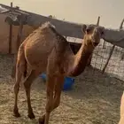 للبيع قعود الصفر