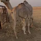 عشرا عمانيه