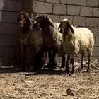 نعيم