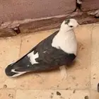 مطلوب حمام لبناني