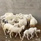 ضان ولد