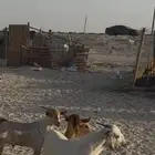 3 تيوس و3 جفار