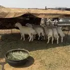 بهم حري