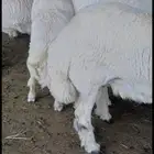 حريات وسواكن طائفية بياض اللحم