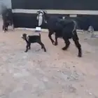 معزه العدد 2