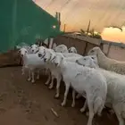حريات مراح واحد معها فحلين اسنان متفاوته وحده توها ولدت 20