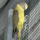 انثي بالم هد