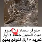 سمان ميت جديد للبيع
