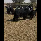 معزه عوارض