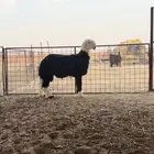 طلي نجدي فاخر