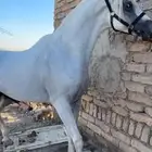 حصان واهو