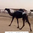 للبيع العشرا طيبه عليها وسم الحكومه .