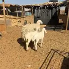 للبيع شاه جرم ناهي