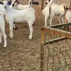تيوس ذبايح