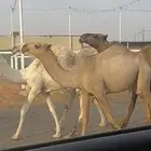 بكره كفو