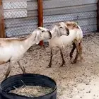 سواكن درمنيات