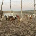 دجاج بشاير العمر من 4 الي خمس تقريبا