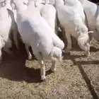 خرفان فواخر