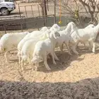 خرفان ذبايح