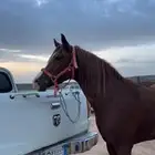 حصان شعبي للبيع