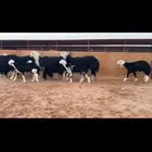 عرض نجد موالي فاخره