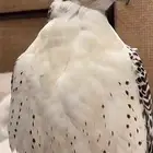 الي يخبر لي صقر جير بيور او جير