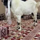 تيس خصم هولندي