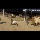 مطافيل نعيم ومعزا دفيع