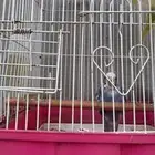طيور الحب بادجي حلي