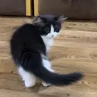 قطط