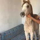 مهره شعبيه للبيع لباقي المقاطع والمعلومات التواصل واتساب