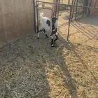 جفره