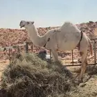 للبيع وضحا حايل