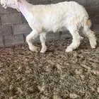 عيسي صنف (( تم البيع))