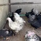 صيصان دجاج