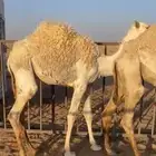 قعدان للبيع