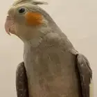 كيروان للبيع