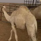 قعدان للبيع