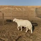 فحل حري مشروط