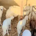 حرايات رغايث العدد 23