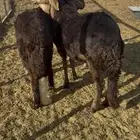 طليان سواكن مرابي