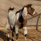 عنز رباع تحتها تيس كفو